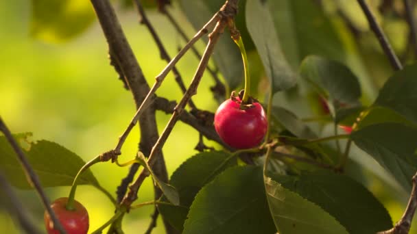 Kersenboom Rijp Rode Kers Onder Groene Bladeren Natuurlijke Achtergrond — Stockvideo