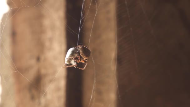 Une Araignée Enveloppe Proie Dans Cocon Soie — Video