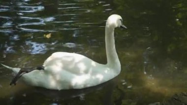 Kuğu gölde yüzer. Güneşli bir gün