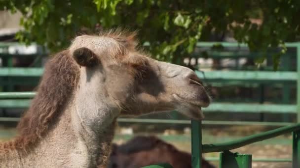 Cabeza Camello Camello Está Detrás Cerca — Vídeos de Stock