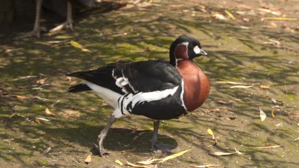 Vörös Mellű Liba Branta Ruficollis Eurázsiából Származó Branta Nemzetségbe Tartozó — Stock videók