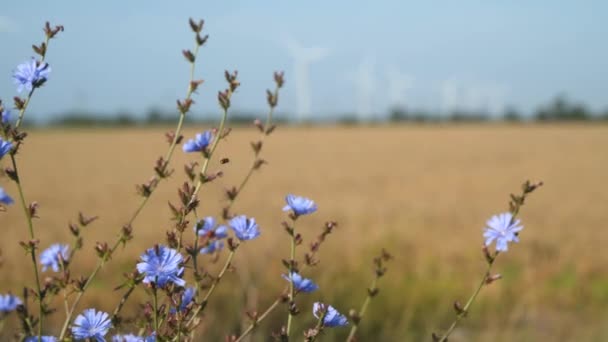 Buğday Tarlası Rüzgâr Türbinlerinin Arka Planında Kır Çiçekleri Buğday Tarlası — Stok video