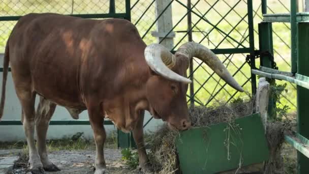 Vatussi是一种在非洲繁殖的牛 动物吃喂食者的草 — 图库视频影像