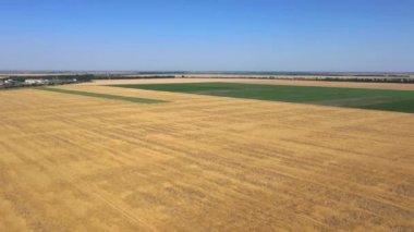 Kuş bakışı bir buğday tarlası. Hasat.