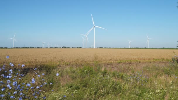 Farma Wiatrowa Znajduje Się Pobliżu Pól Pszenicy — Wideo stockowe