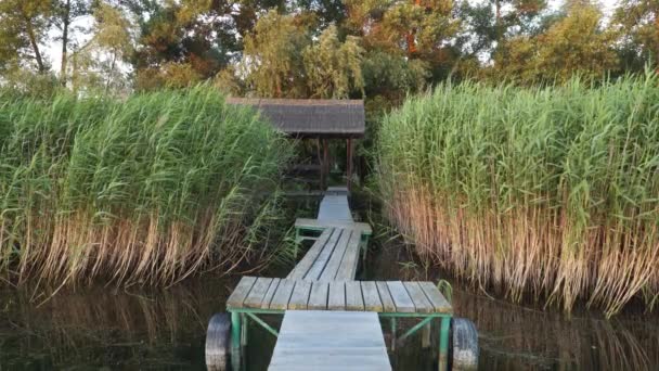 木製のプラットフォームは 川につながる 湖の端に野生の葦 美しい自然風景 — ストック動画