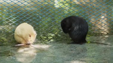 Sudaki iki hindiba kürklerini fırçalıyor. .