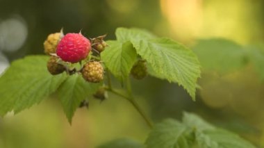 Olgun ve olgunlaşmamış ahududular bir dalda. Doğal arkaplan