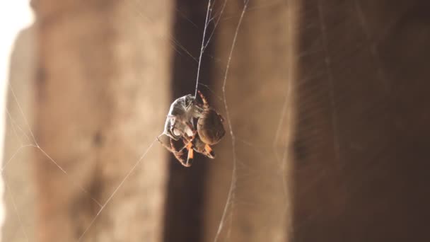 クモは網の中で甲虫を捕まえた クモは絹の繭に獲物を包んで — ストック動画