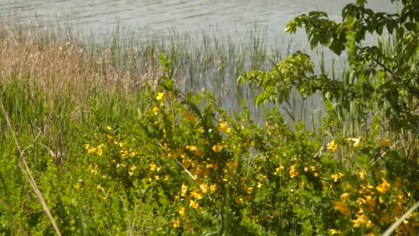 Frühling Wildblumen Ufer Des Flusses Natürlicher Hintergrund — Stockvideo