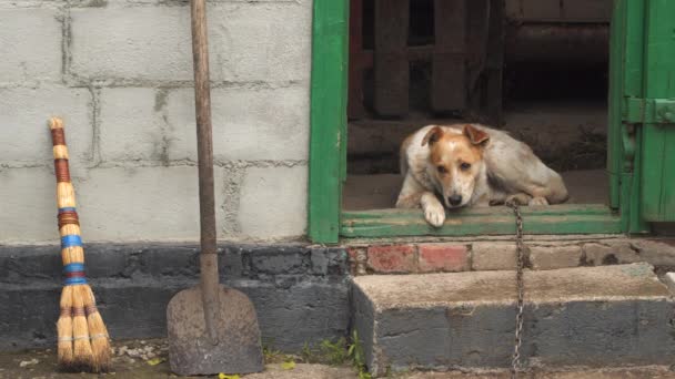 链子上的一只院子里的狗躲在谷仓里躲避雨 农村自然景观 — 图库视频影像