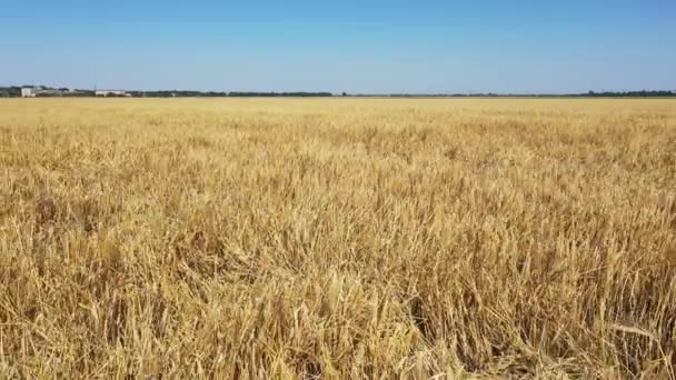Пшеничное Поле После Урагана Сломанные Колоски Пшеницы Видео Снято Дроном — стоковое видео