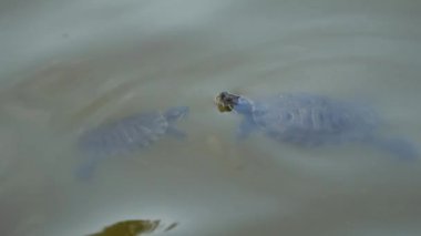 Kaplumbağa ve yavru kaplumbağa suda yüzer..