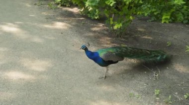 Tavuskuşu kumlu yoldan geçiyor.