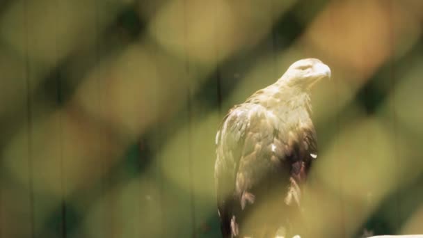 독수리는 막대에 깃털을 전력망을 바라봄 — 비디오