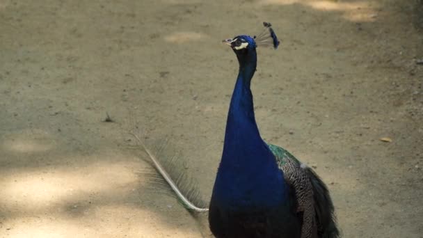Primer Plano Pavo Real Peacock Mira Hacia Cámara — Vídeos de Stock