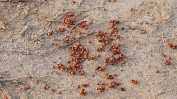 Invasie Van Lieveheersbeestjes Veel Insecten Het Zand — Stockvideo