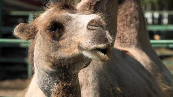 Bir deve kafasının yakın çekimi. Deve çitin arkasında.