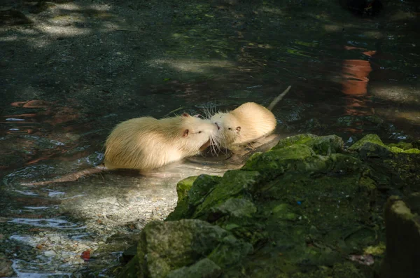 Jonge Nutria Speelde Het Water Zonnige Dag — Stockfoto