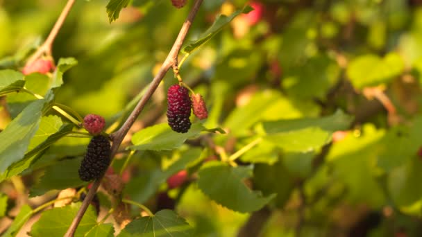 Mulberries Ramură Copac Fructele Padure Sunt Iluminate Lumina Soarelui Fundal — Videoclip de stoc