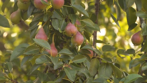 树枝上有红绿的梨子 自然背景 — 图库视频影像