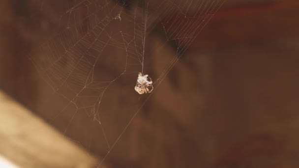 クモは被害者をクモの巣に包んでる — ストック動画