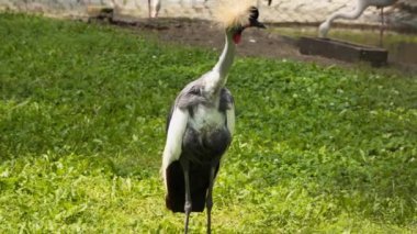 Çayırda taçlandırılmış vinç. Arka planda, suda yiyecek arayan pembe flamingolar var.