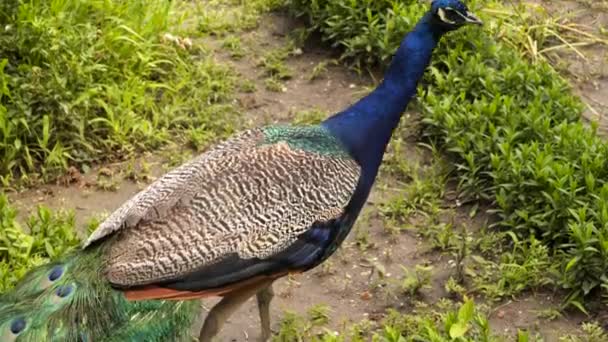 Eine Nahaufnahme Von Einem Pfau Pfau Geht Auf Der Wiese — Stockvideo