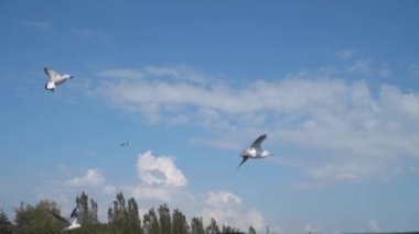 Ağır çekim. Martılar bulutlu mavi gökyüzüne doğru uçar..