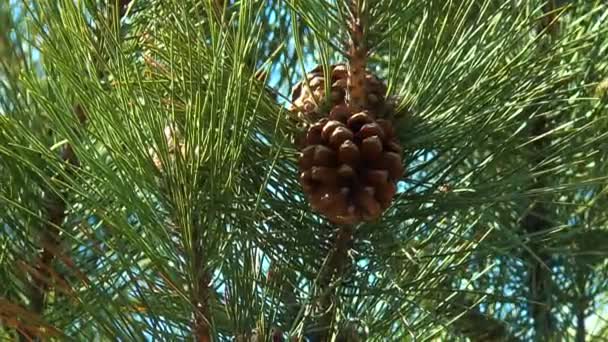 Pine cone pine forest — Stock Video