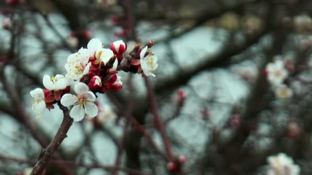 Fiori di albicocca — Video Stock