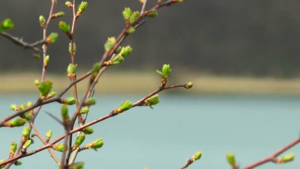 First spring buds — Stock Video