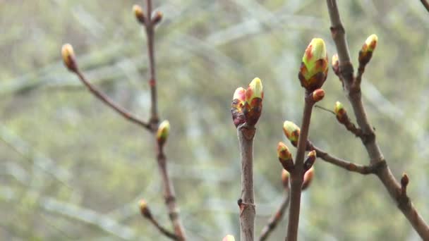 First spring buds — Stock Video