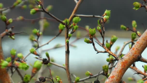 First spring buds — Stock Video