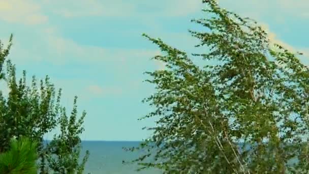 Plaj, Rüzgar, huş ağacı — Stok video