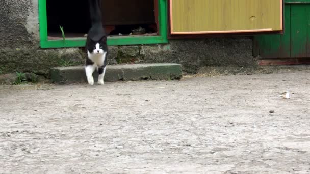 Gatto corre sulla macchina fotografica — Video Stock