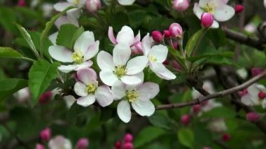 Çiçek açması elma. Elma ağacı çiçek Bahar Dalı.