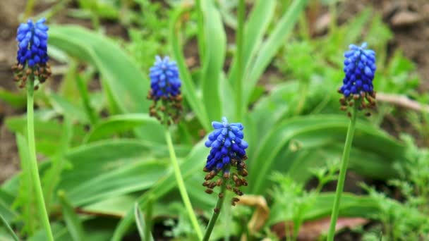 Flores azules — Vídeo de stock