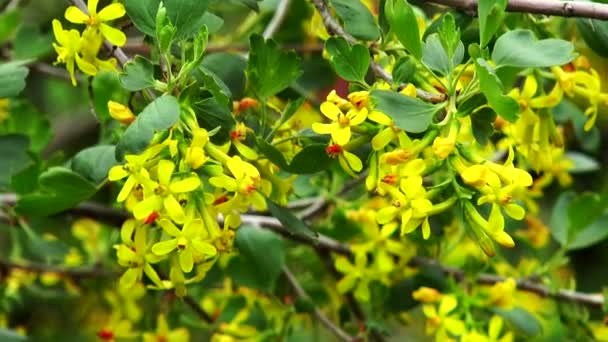 Flowering currant — Stock Video