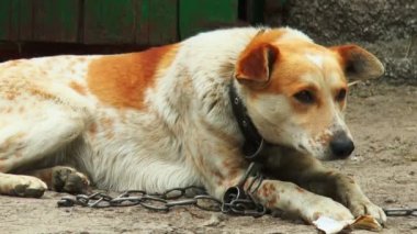Köpek balık yiyor