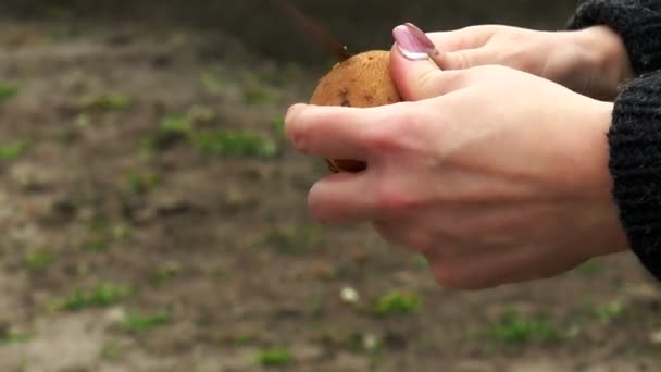 Reinigung der Kartoffelknolle — Stockvideo