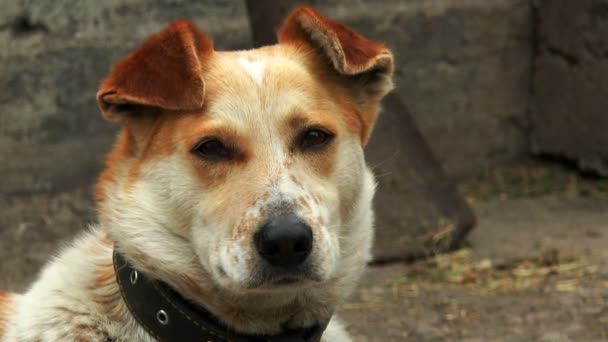 Waiting dog, close up of head — Stock Video