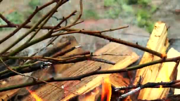 Brûlant des branches d'arbres secs — Video