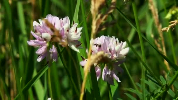 Abeja en trébol Flor silvestre — Vídeo de stock