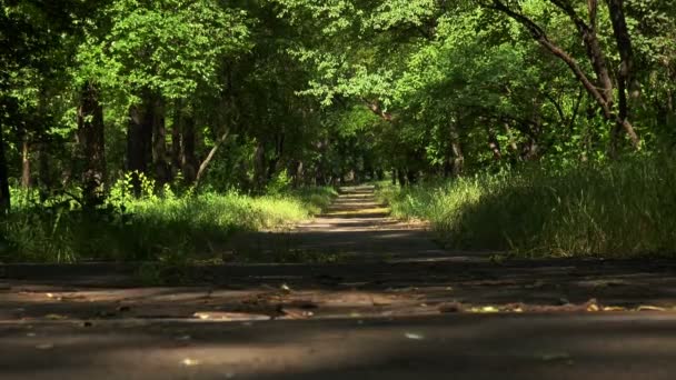 Пустая дорога, проходящая через аллею деревьев — стоковое видео