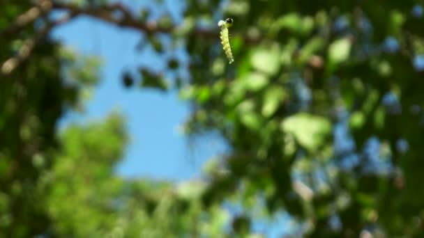 Oruga colgando de un árbol — Vídeos de Stock