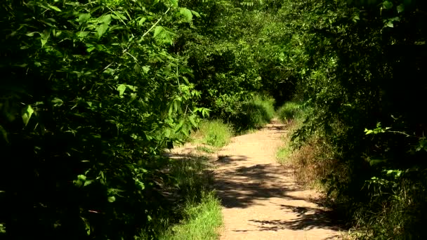 Camino en el bosque — Vídeo de stock