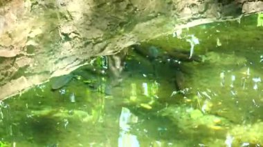 küçük bir havuzda balık