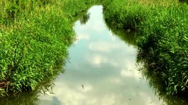 nehir sazlık ile büyümüş. bulutlar suda yansıtılır