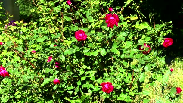 Bush de rosas rojas — Vídeo de stock